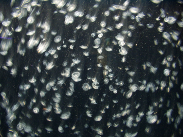 P1010012
