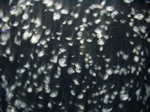 P1010012